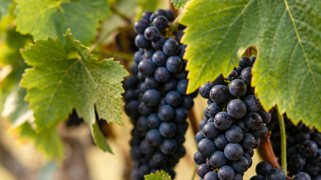 Pinot Noir grapes ripening among autumn-colored vine leaves