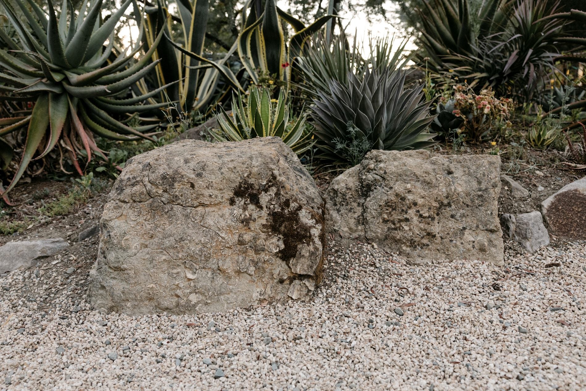 Fossil-rich rock from the vineyard's ancient soils