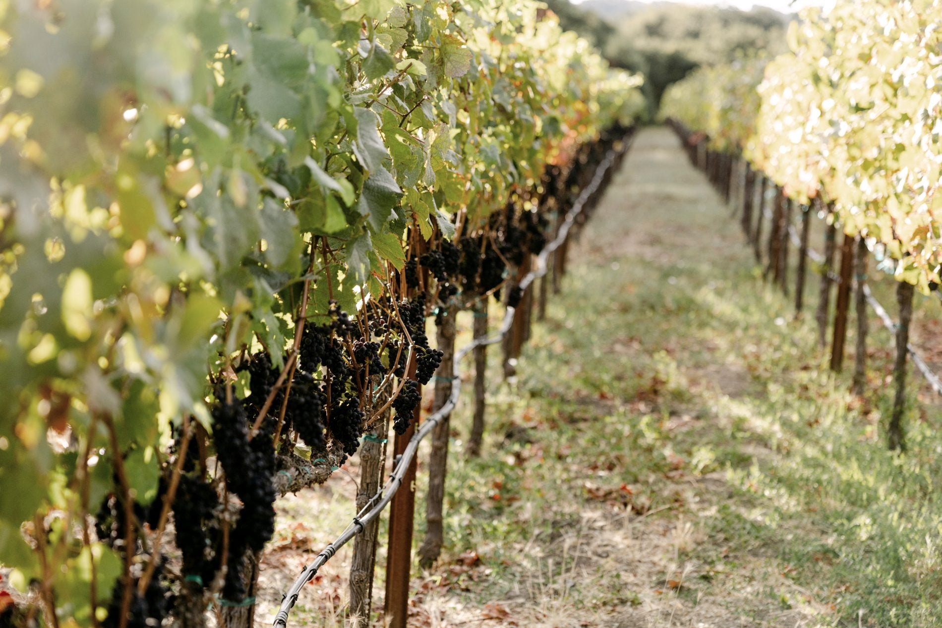 Vines at Happy Valley