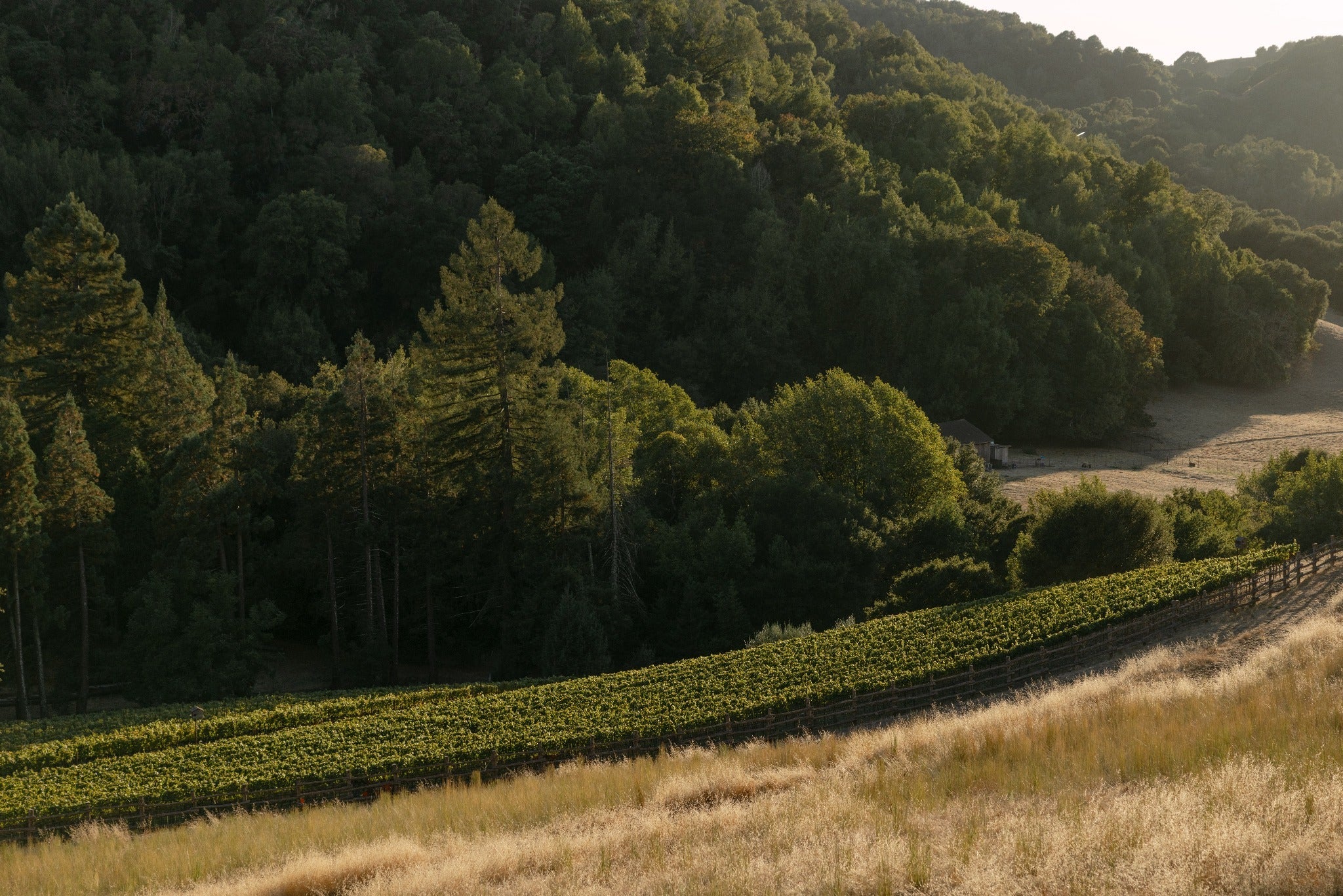 Vineyard rows on the hillside surrounded by Happy Valley woodland