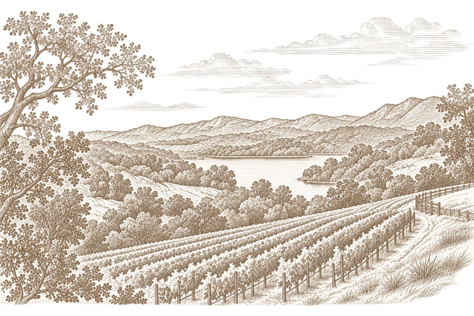 Engraved illustration of the Happy Valley vineyards and surrounding hills