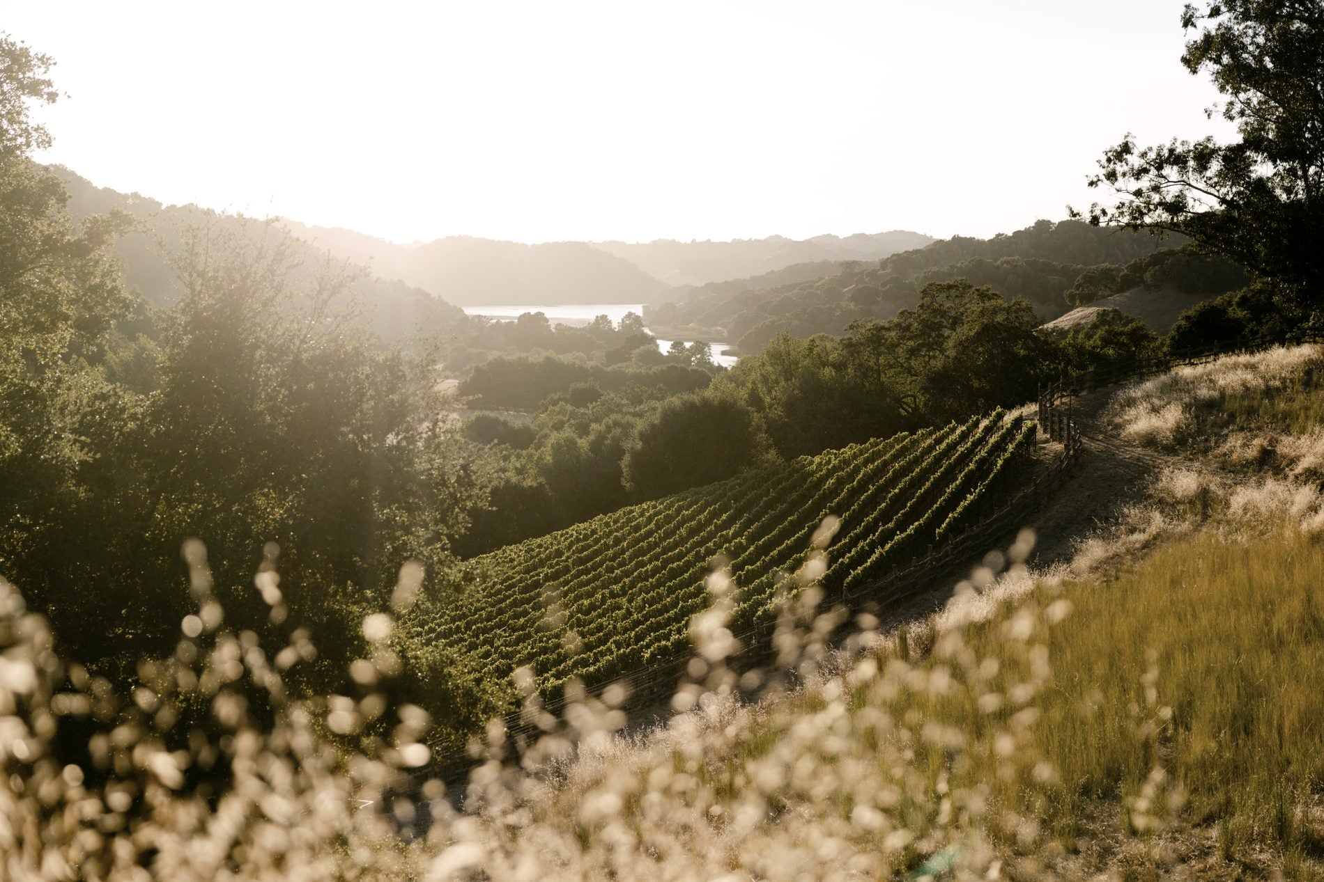 Happy Valley vineyard landscape